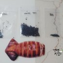 내가본꽃씨 이미지