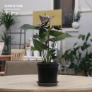 법인나라원예 이미지
