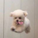노아르 이미지
