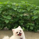 웃는 강아지 이미지