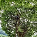 아보리스트 1급 자격증 과정 이미지