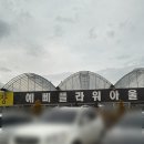 예삐마트 | 용인화훼단지 예삐플라워아울렛 홍콩야자나무 수선화 봄꽃 구매후기