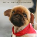 몽스토리 이미지