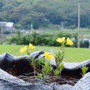 덕치농장 이미지