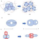 세포의 재생 --＞ 물리적 자극(운동)에 의해서 활성화된다. Nature review 이미지