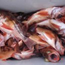 완도20호 이미지