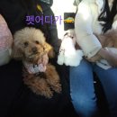 펫어디가