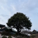 대전 벚꽃 숨은 명소 탄방동 절 세등선원 후기 실시간