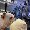 코카머슬로즈PT 이미지