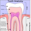 Tooth Anatomy 이미지
