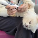 민들레애견 이미지