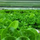 스마트팜 이미지