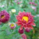 장태산의아침 이미지