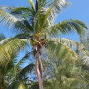 야자수 펜션 민박 이미지