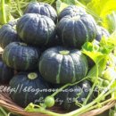 바노마트 이미지