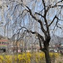 창녕 영산 만년교 | 부산 근교 벚꽃 창녕 영산 만년교 개화 실시간