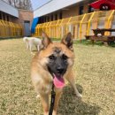 리프레쉬독 이미지