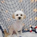 산호애견미용실 이미지