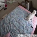 캠스타