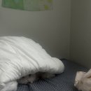 댕스얼랏 이미지