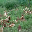 동해유정란농장 이미지