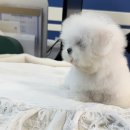 타이니펫 송파헬리오시티점 이미지