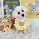 꼬맹이네 멍발소 이미지