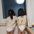 식물원 강아지 이미지