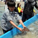 서천 자연산 광어 도미 축제 2018 이미지