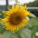 석호농장 이미지