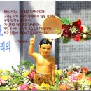 은빛여우 이미지