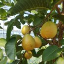 경원농장 이미지