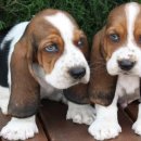 바셋하운드 이미지