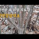 건강과약초 이미지