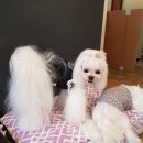 그루밍원투 이미지