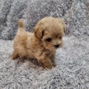 광명메디컬 | 광명강아지입양후기, 우리 가족의 행복을 찾아준 특별한 만남