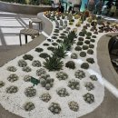 도심 - 공간 | 부산 연산동에? 🌵 선인장 숲 ‘카페 캑터스 Cactus’ 후기