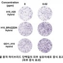 넥스젠 머니투데이