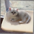 캣스토리 | 일산고양이분양 고민 끝 ! 캣스토리 고양이분양 일산본점에서 만난 운명같은 입양후기🐱