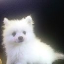 하비동물병원 이미지