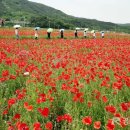 북천꽃단지 이미지