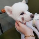 애견매니저 이미지