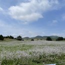 성읍리-25 이미지