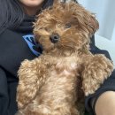 이케아,은성횟집,광안리 낭만사계,영주 완미족발,신골목 불닭발,영주 순수당,대구근교 캠핑장 의성 고운...