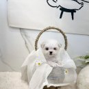 가온펫(안심분양센터) 이미지