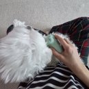 늘, 고운펫 | 해충 걱정 끝 멍멍 스팀 스파 UV 고양이 브러쉬