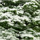 양재리이팝나무 이미지