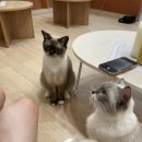고양이 주택 네이버블로그