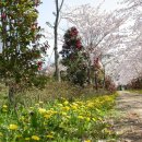 장꽁(카멜리아) 이미지