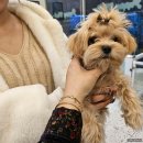 부산강아지분양 퍼피몰리 | 강아지분양, 어디서부터 알아볼까? 부산 퍼피몰리 솔직 후기